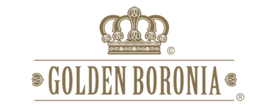 Golden Boronia